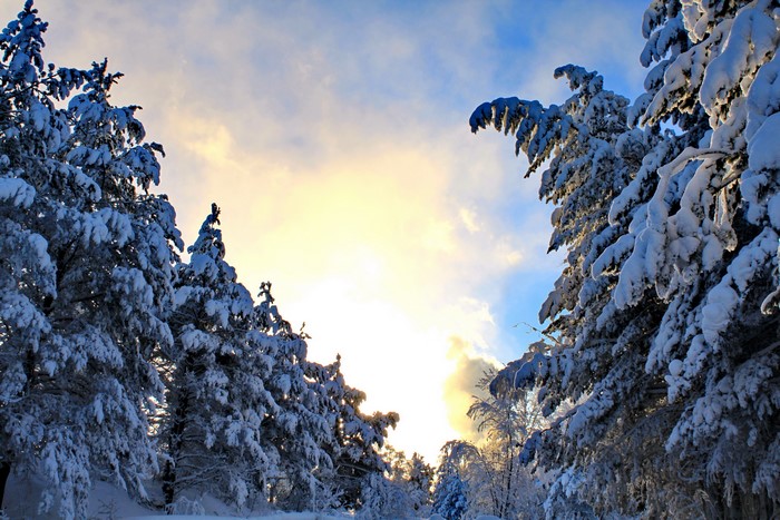 Snow-covered trees against a cloudy sky