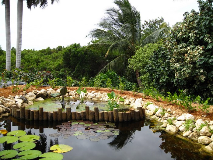 Pond with Water Lilies and Tropical Plants