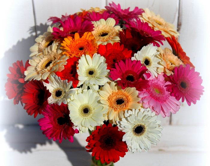 Bouquet of colorful Gerbera daisies