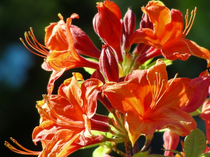 Orange Azalea Flowers in Sunlight