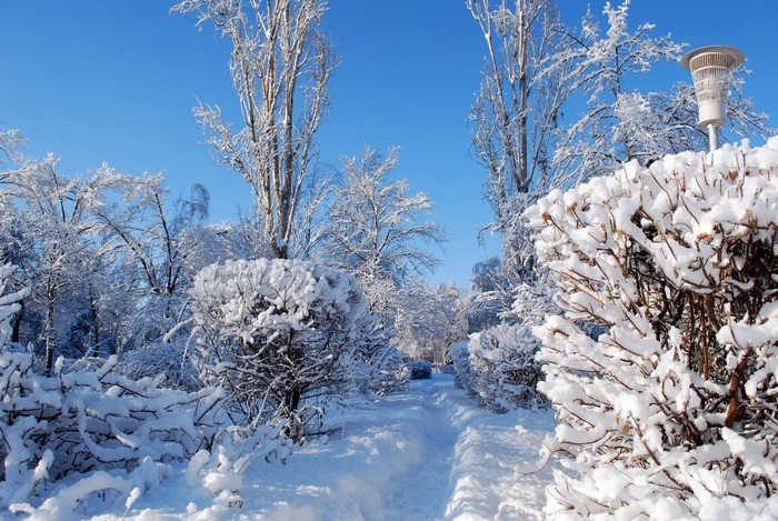 Snow covered path through winter trees and shrubs
