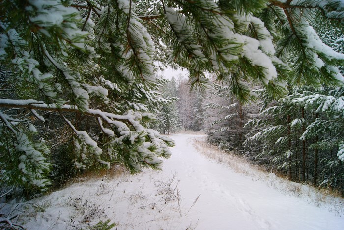 Snowy forest path with pine branches