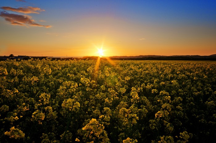 Sunset over a field of yellow flowers