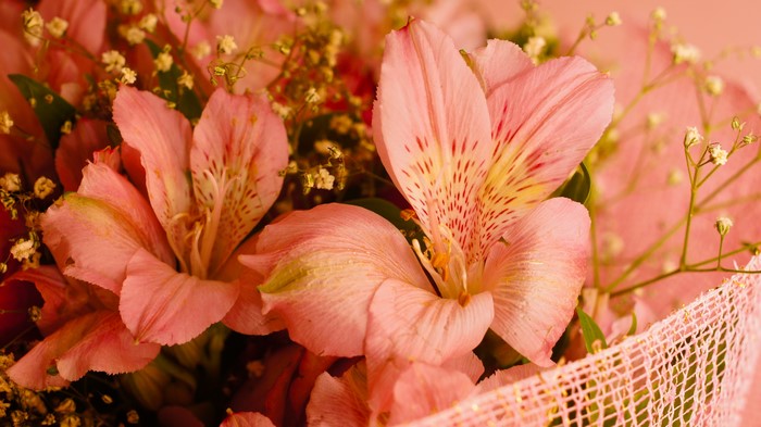 Pink Alstroemeria Flowers with Baby's Breath
