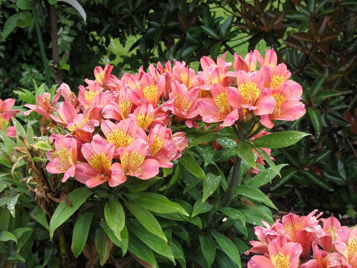 Pink Alstroemeria flowers with water droplets