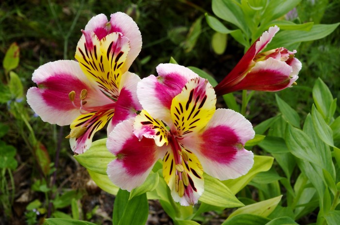 Pink and yellow Alstroemeria flowers