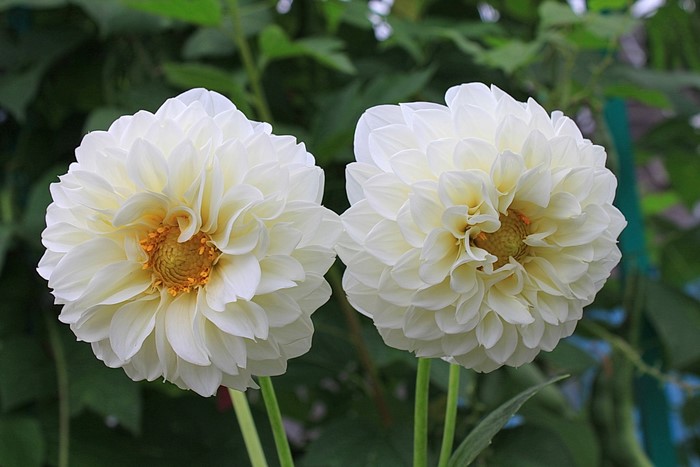 Two white dahlias with yellow centers