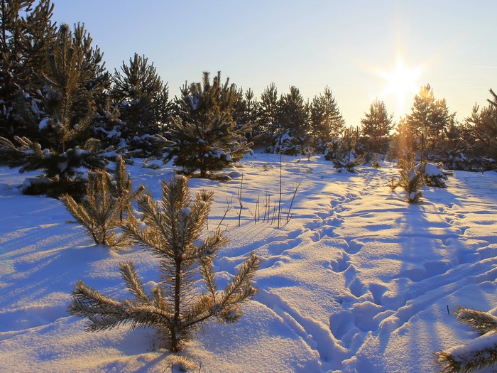 Winter forest with snow and sun