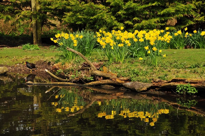 A bird by a pond with daffodils in a park