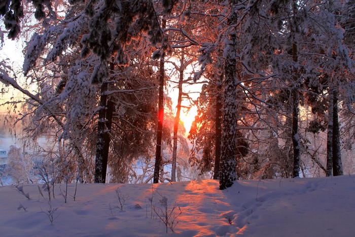 Winter forest with sunset light through snow-covered trees