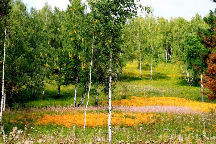 Birch trees on a grassy hillside with wildflowers