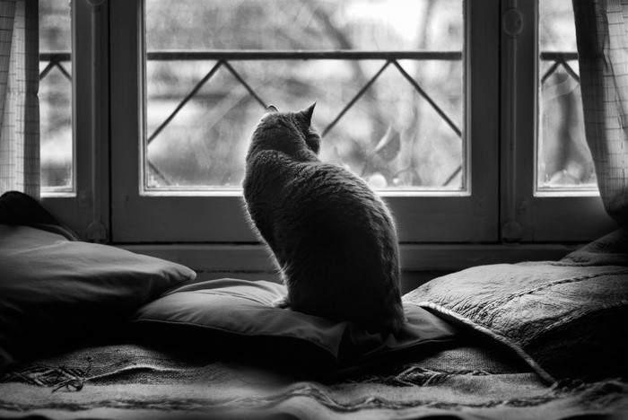 Cat sitting on pillows looking out a window