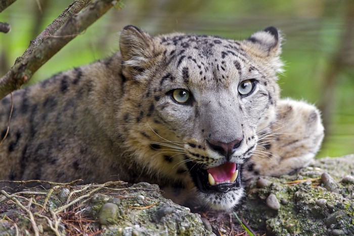 Snow leopard with mouth open