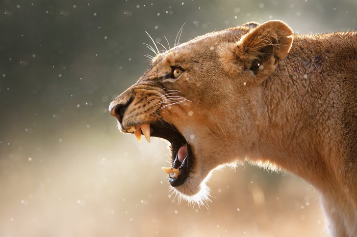 Lioness Roaring with Teeth Exposed