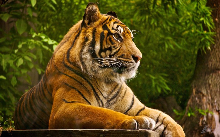 Tiger resting on a wooden platform