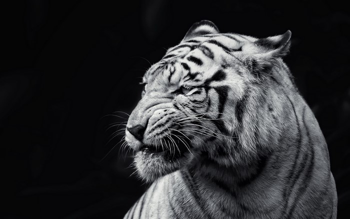 Close-up of a white tiger's face