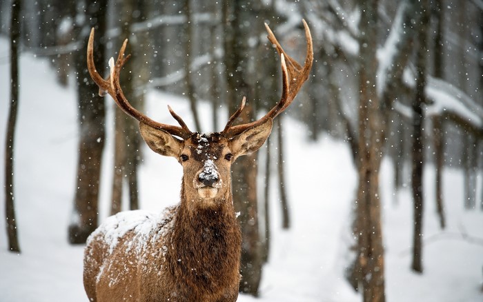 Deer with antlers in a snowy forest