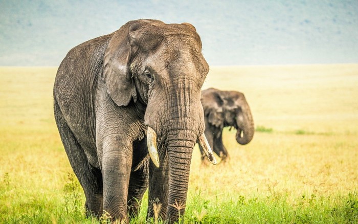 Two elephants in a grassy field