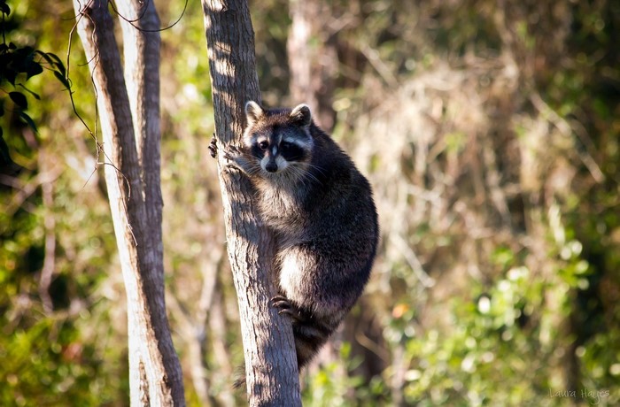 Raccoon climbing a tree trunk