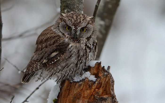 Eastern Screech Owl perched on a snowy tree stump
