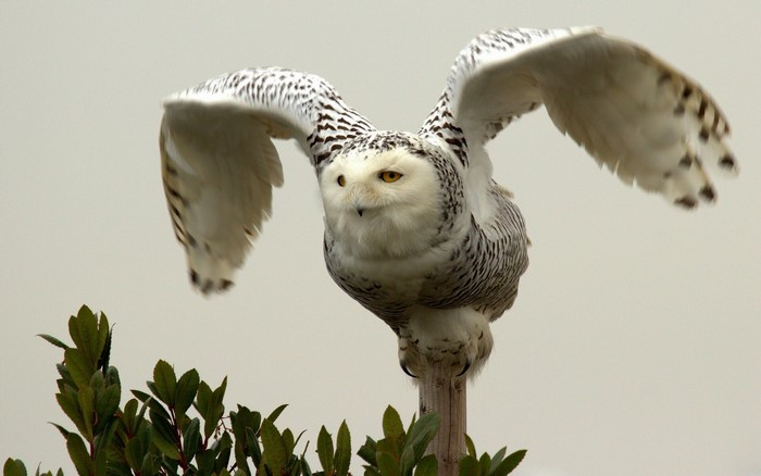 Snowy owl perched on a wooden post with wings spread