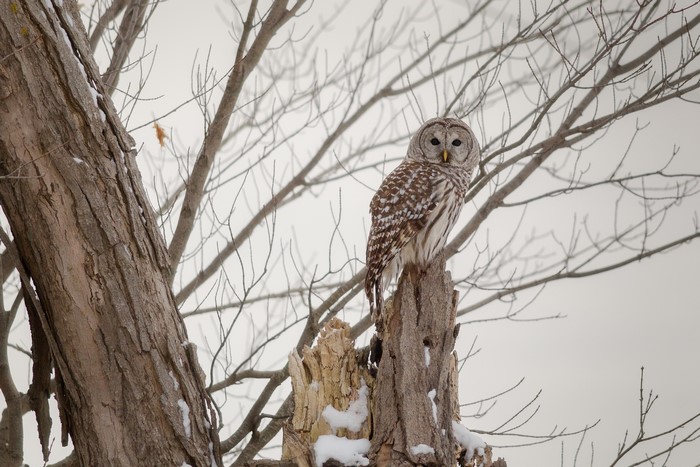 Barred Owl perched on a tree stump in winter