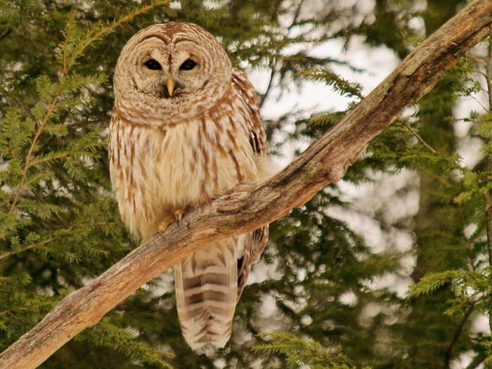Barred Owl perched on a tree branch