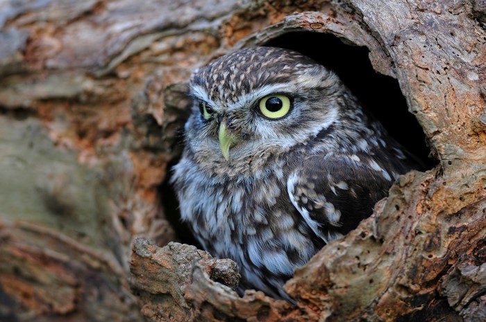 Little owl perched in a tree hollow