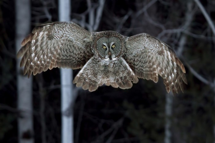 Great Grey Owl in flight