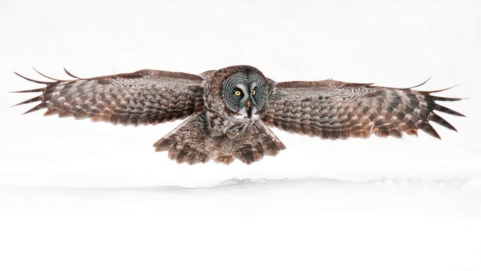 Great Grey Owl in flight over snow