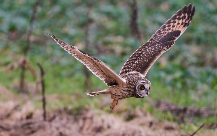 Short-eared owl in flight