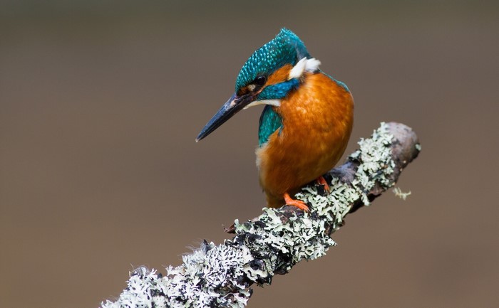Common Kingfisher perched on a lichen-covered branch