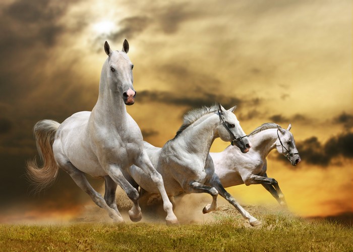 Three white horses running on grass