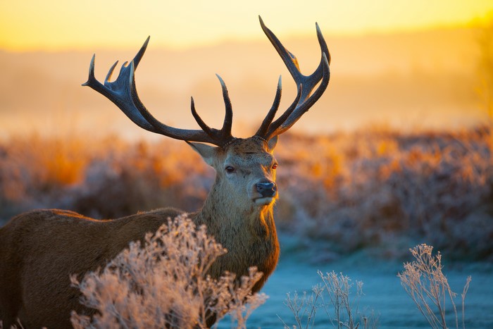 Deer with large antlers at sunrise