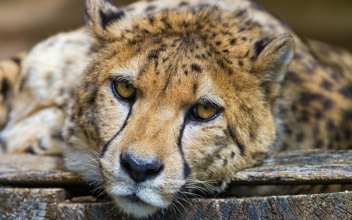 Close-up of a Cheetah's Face