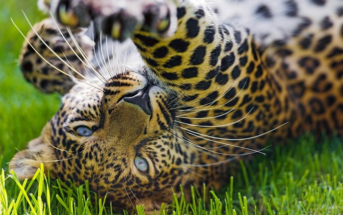 Leopard lying on its back in green grass
