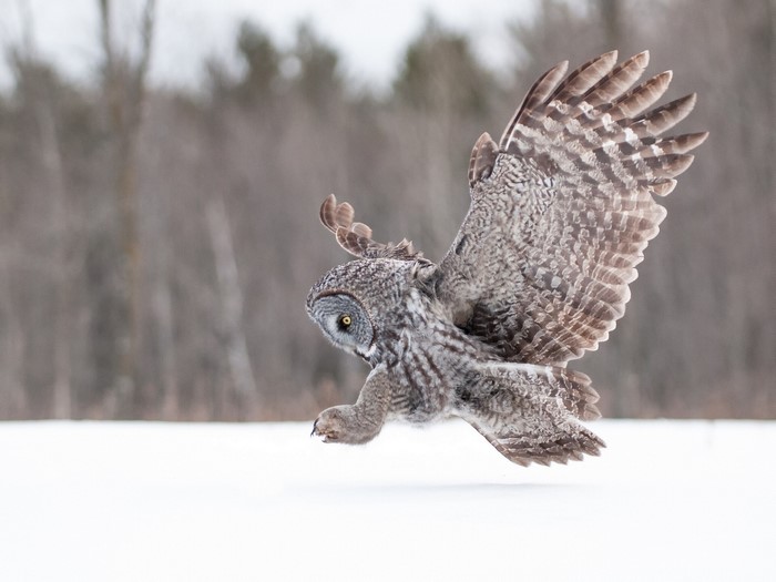 Great Grey Owl in flight over snow