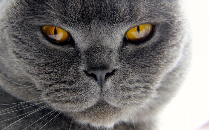 Close-up of a British Shorthair cat's face