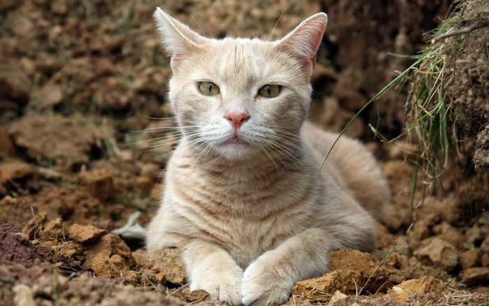 A ginger cat lying on the ground