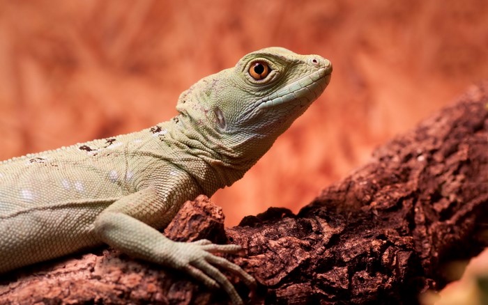 Green Basilisk Lizard on a Branch