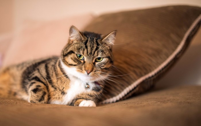 Tabby cat with green eyes lying on a brown surface