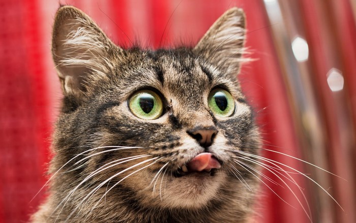 Close-up of a tabby cat with green eyes sticking out its tongue