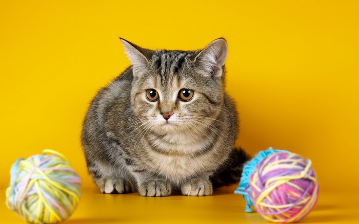 Tabby cat with yarn balls on yellow background