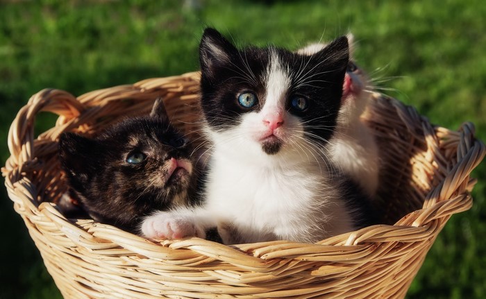 Three kittens in a wicker basket outdoors