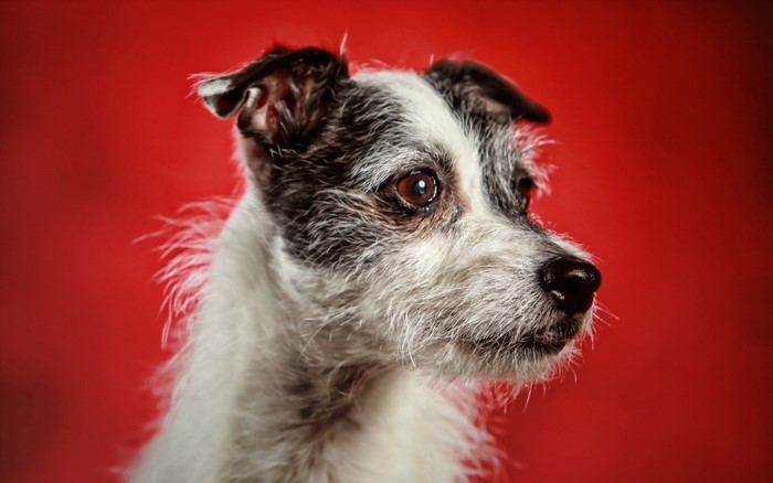 Close-up of a Jack Russell Terrier dog