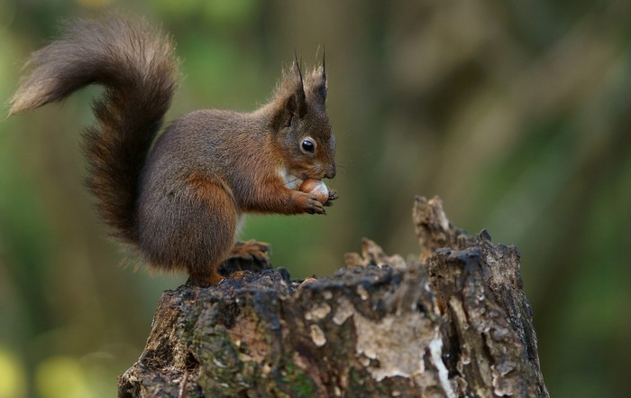 Red squirrel eating a nut on a tree stump