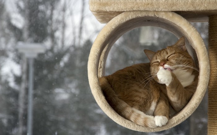 Orange cat grooming in a circular cat bed
