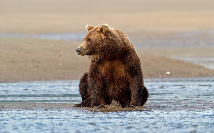 Brown bear sitting in shallow water
