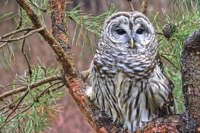 Barred Owl perched on a pine tree branch