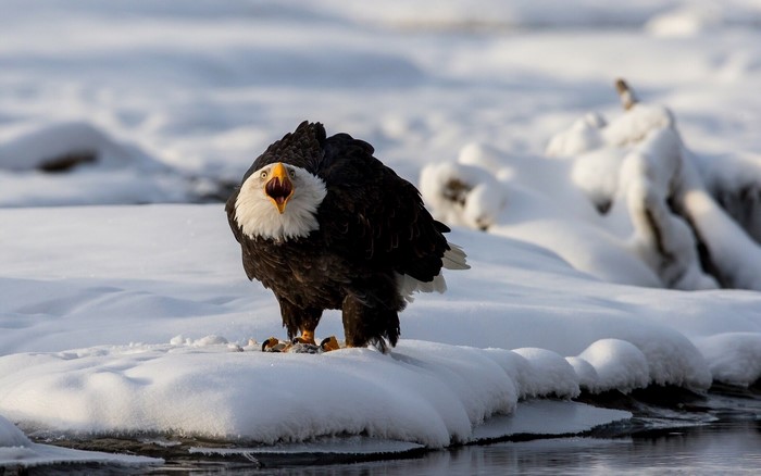 Bald Eagle in Snow